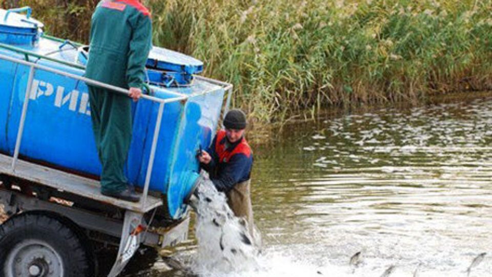 В реку выпустят рыб, фильтрующих воду