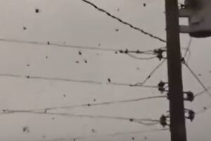 Над бразильским городом зависла паутина с тысячами пауков