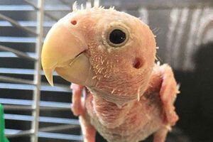 У попугая Реи выпали все перья