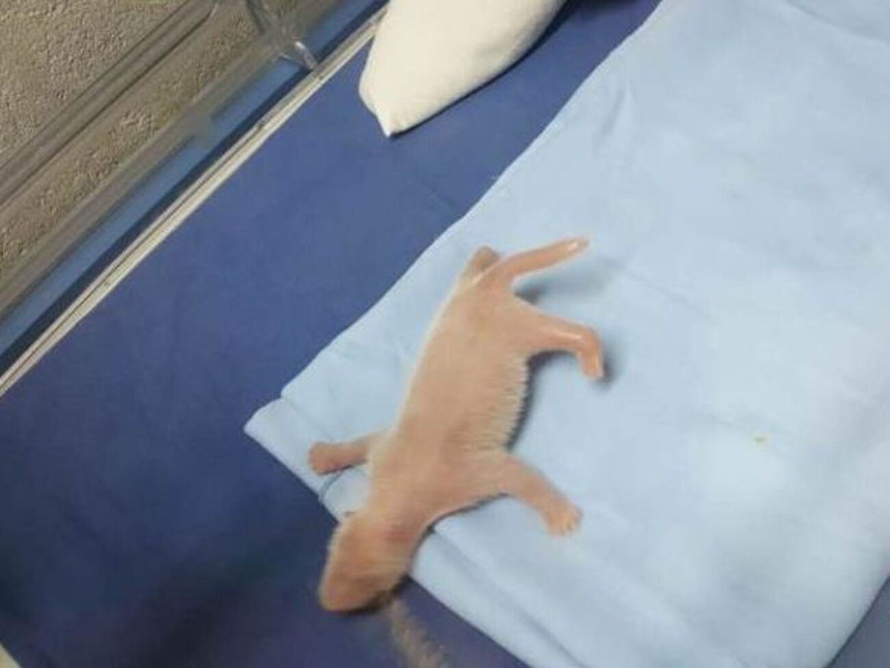 В мадридском зоопарке родился детеныш гигантской панды