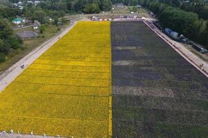 В Киеве создали рекордный цветочный флаг Украины
