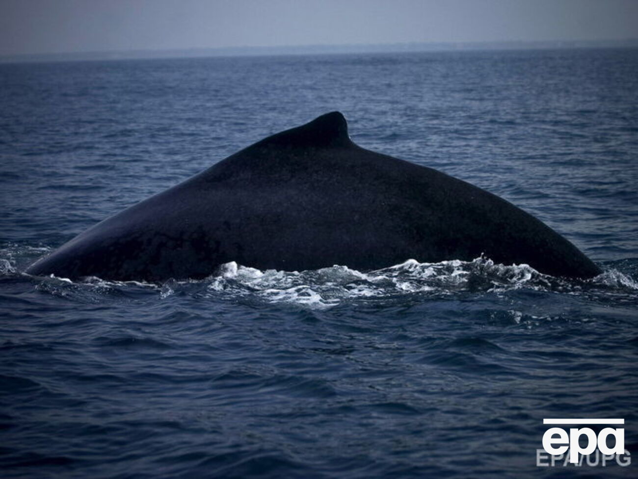 Спасателям удалось освободить кита от сетей