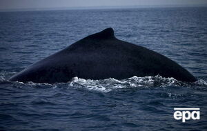 Спасателям удалось освободить кита от сетей