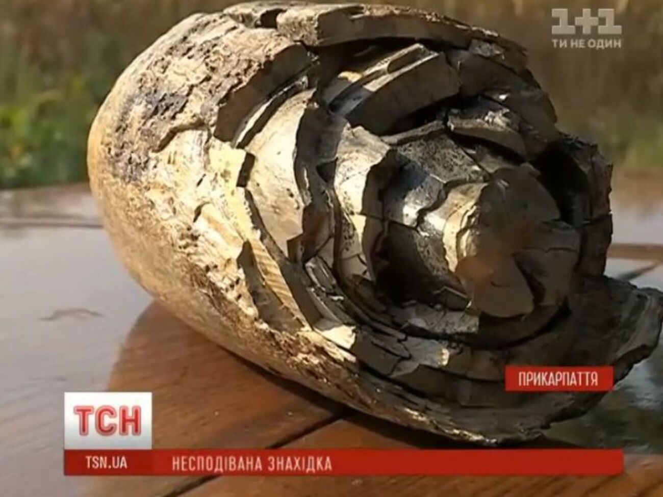 Бивень передадут музею