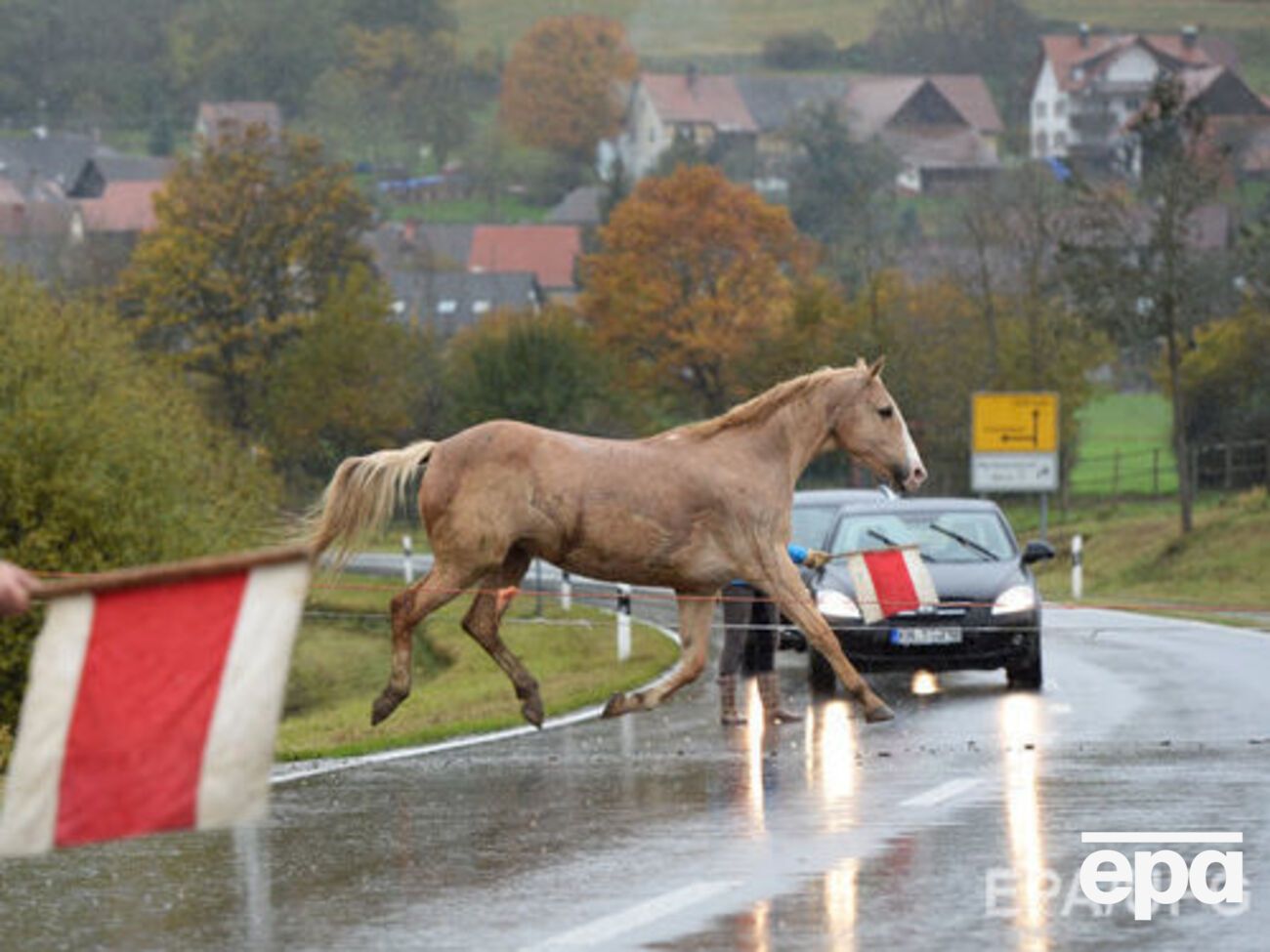 Лошадь выбежала на дорогу перед машинами
