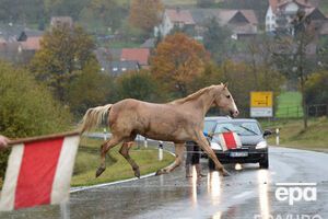 Лошадь выбежала на дорогу перед машинами