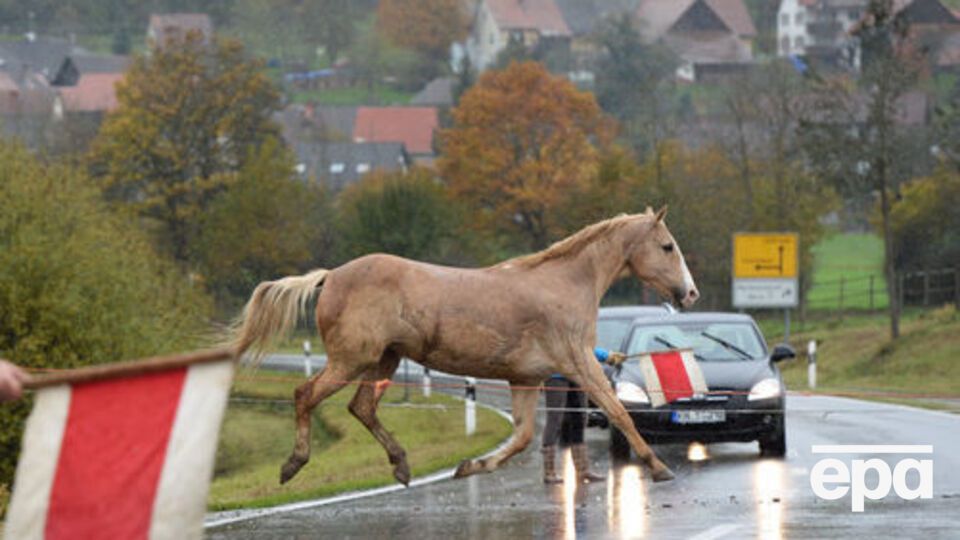Лошадь выбежала на дорогу перед машинами