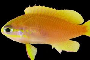 Обнаруженная учеными рыба обитает только в водах морского заповедника