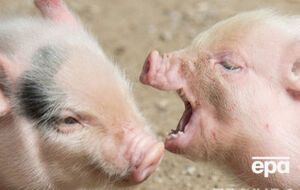 Зона защиты установлена в радиусе 3 км от места эпизоотического очага