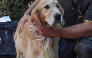 Ретривер находился под завалами девять дней