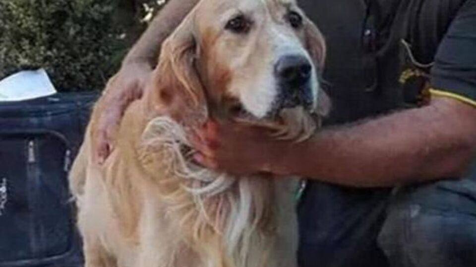 Ретривер находился под завалами девять дней