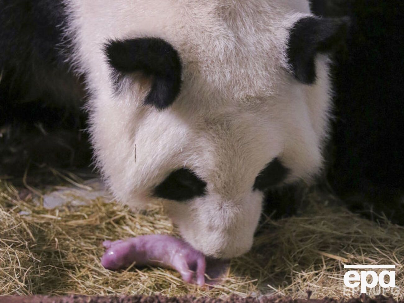 Рождаемость среди панд повысилась