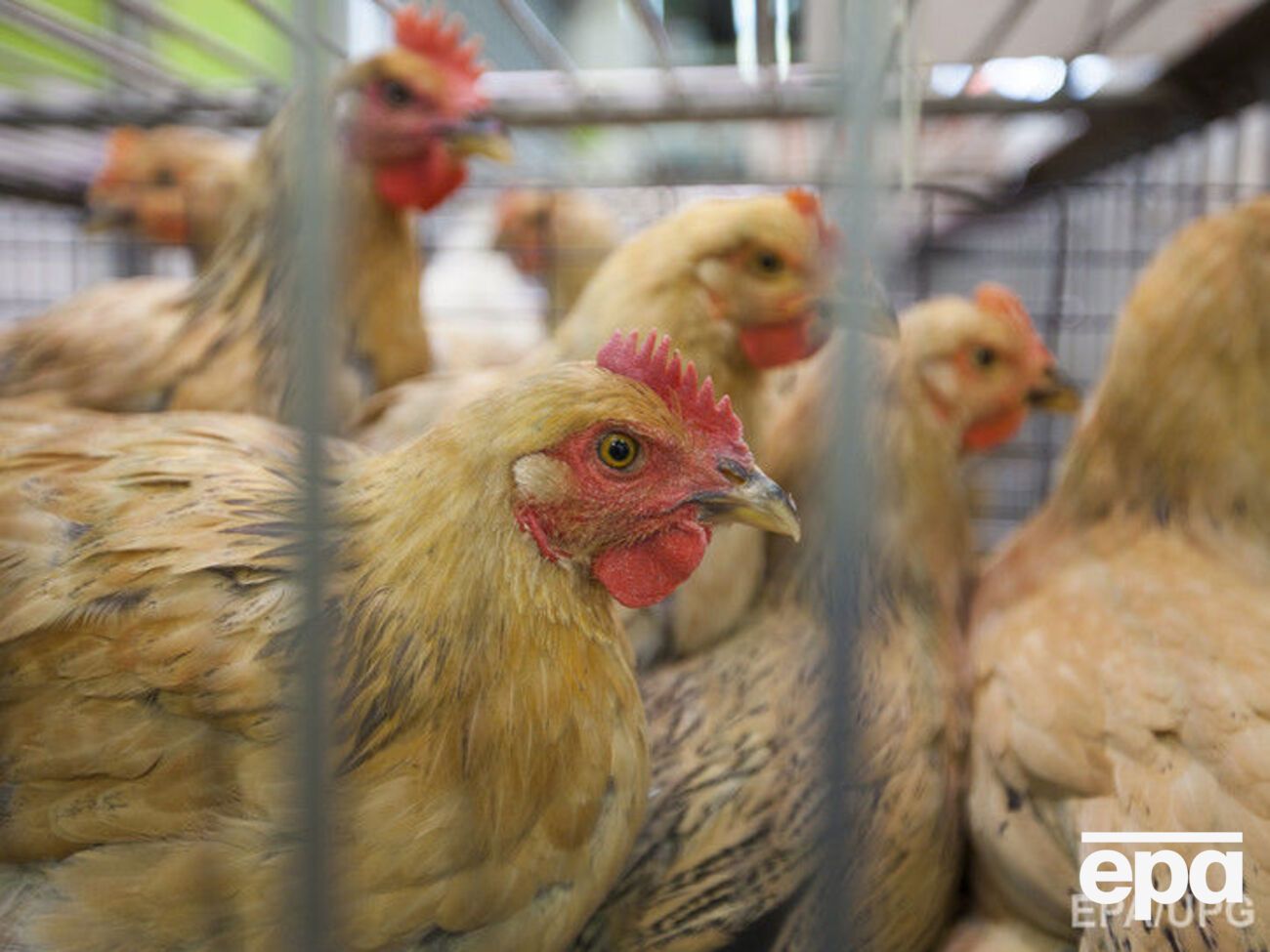 H7N9 является штаммом птичьего гриппа, однако может мутировать&nbsp;