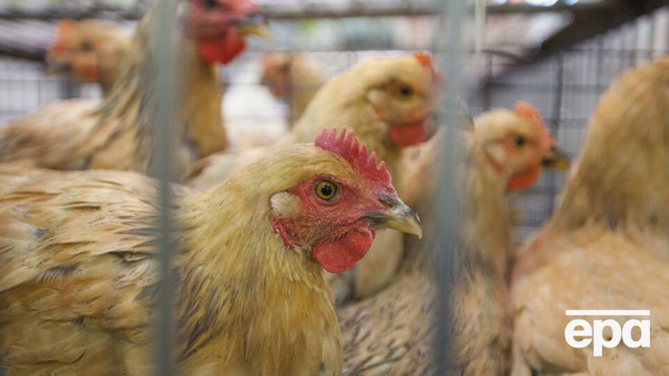 H7N9 является штаммом птичьего гриппа, однако может мутировать