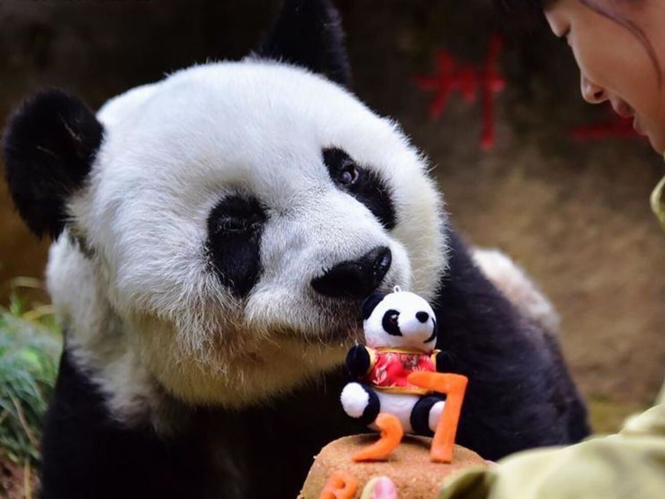Панда-долгожительница Басы&nbsp;отпраздновала 37-й день рождения