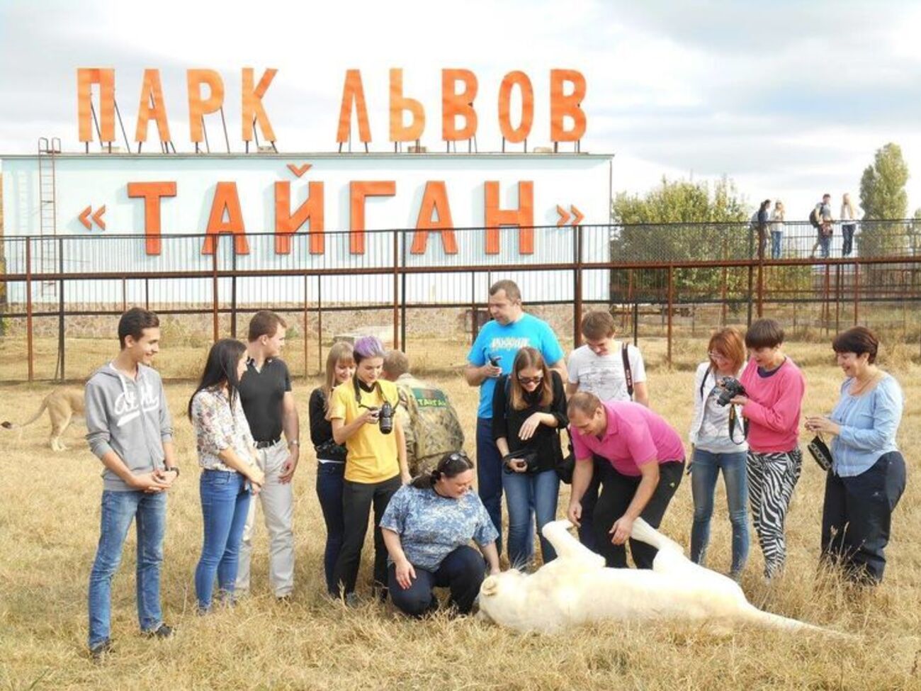 В парке "Тайган" отрицают, что их рабочего покусали львы