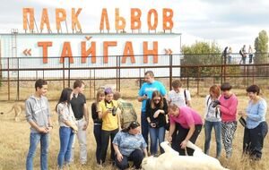 В парке "Тайган" отрицают, что их рабочего покусали львы