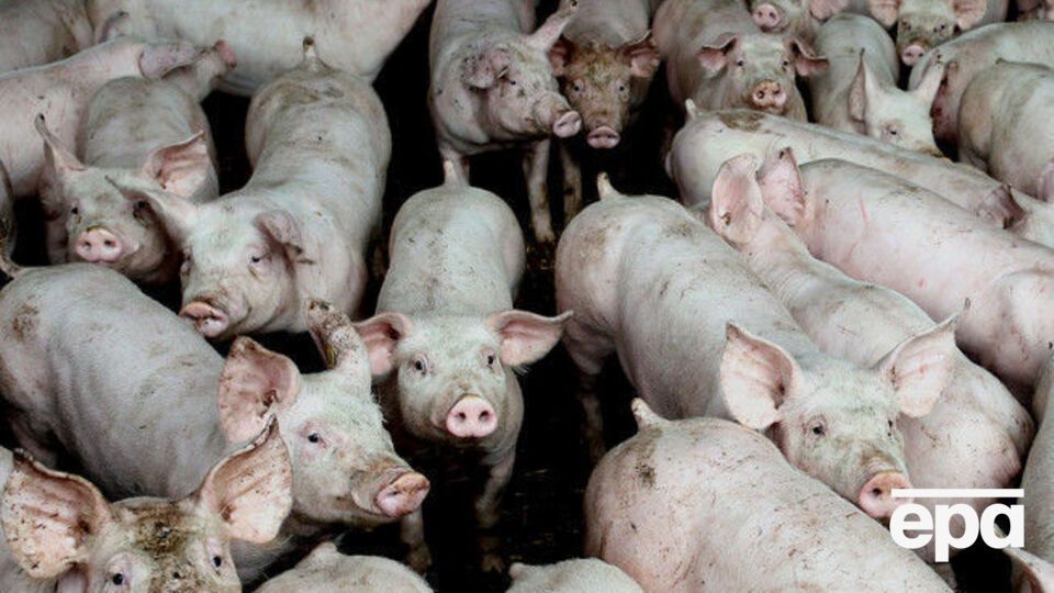 В Харькове ввели карантин из-за случаев АЧС в пригороде