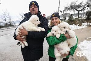 Щенки прятались в котельной