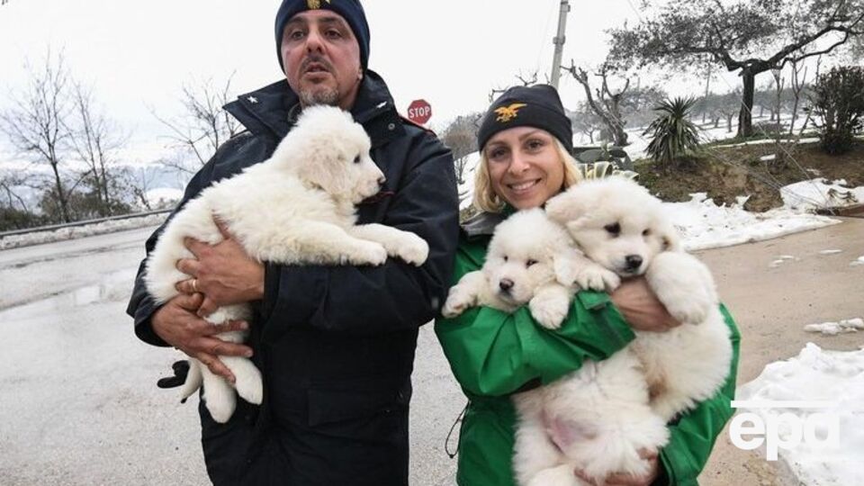 Щенки прятались в котельной