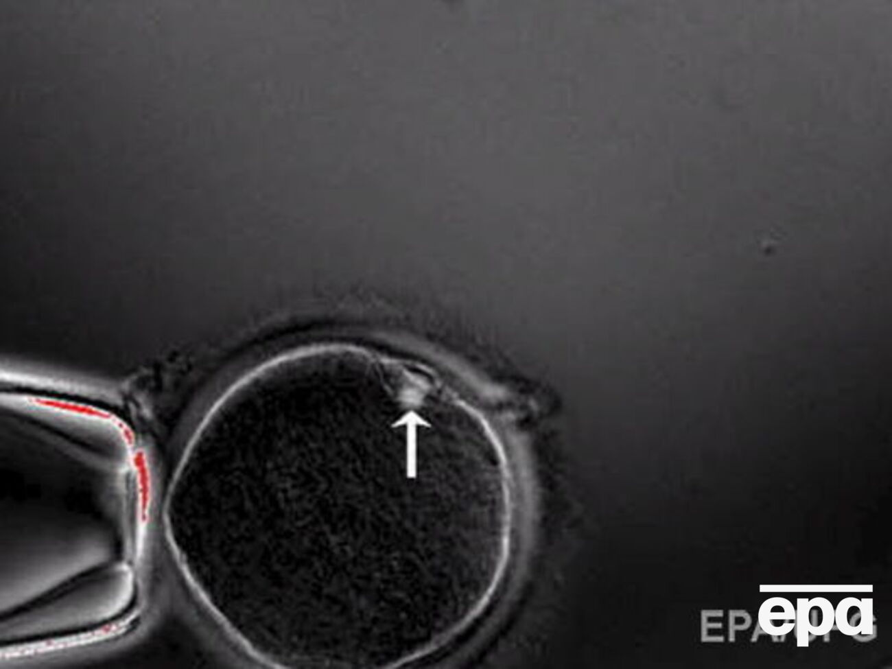 Эксперименты с эмбрионами вызывают этические споры