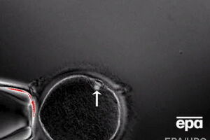 Эксперименты с эмбрионами вызывают этические споры