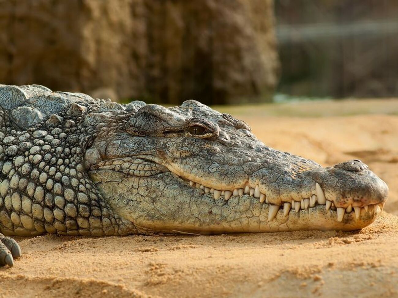 Жизни пострадавшей от укуса крокодила женщины ничего не угрожает