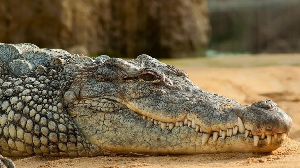 Жизни пострадавшей от укуса крокодила женщины ничего не угрожает