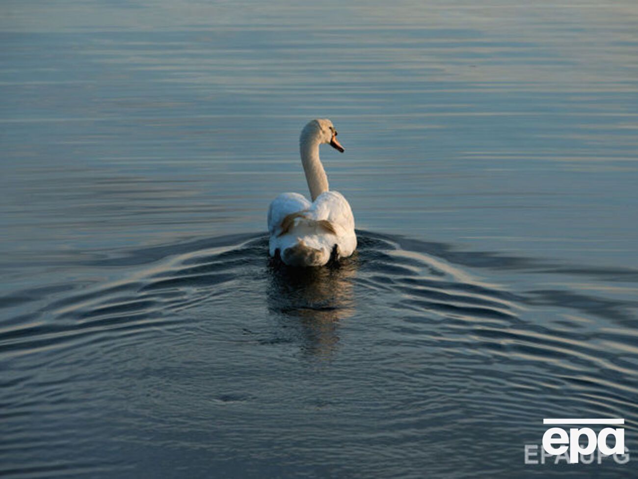 Причину гибели лебедей в Черновицкой области установили после исследований проб