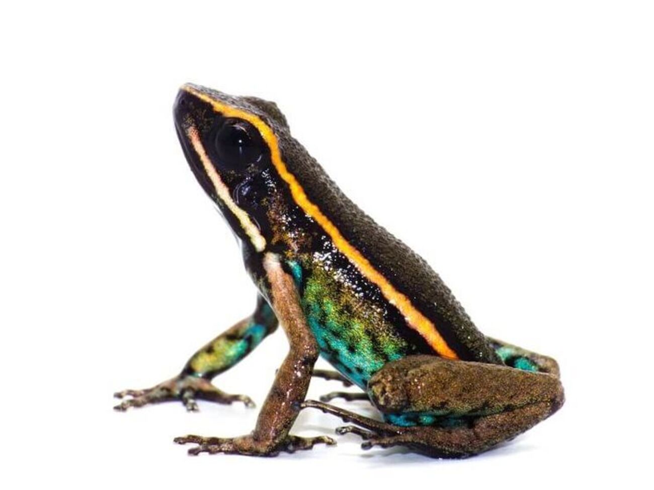 Новый вид назвали&nbsp;Ameerega shihuemoy