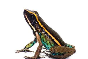 Новый вид назвали Ameerega shihuemoy