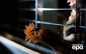 В двух областях зафиксированы случаи птичьего гриппа