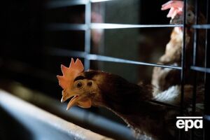 В двух областях зафиксированы случаи птичьего гриппа