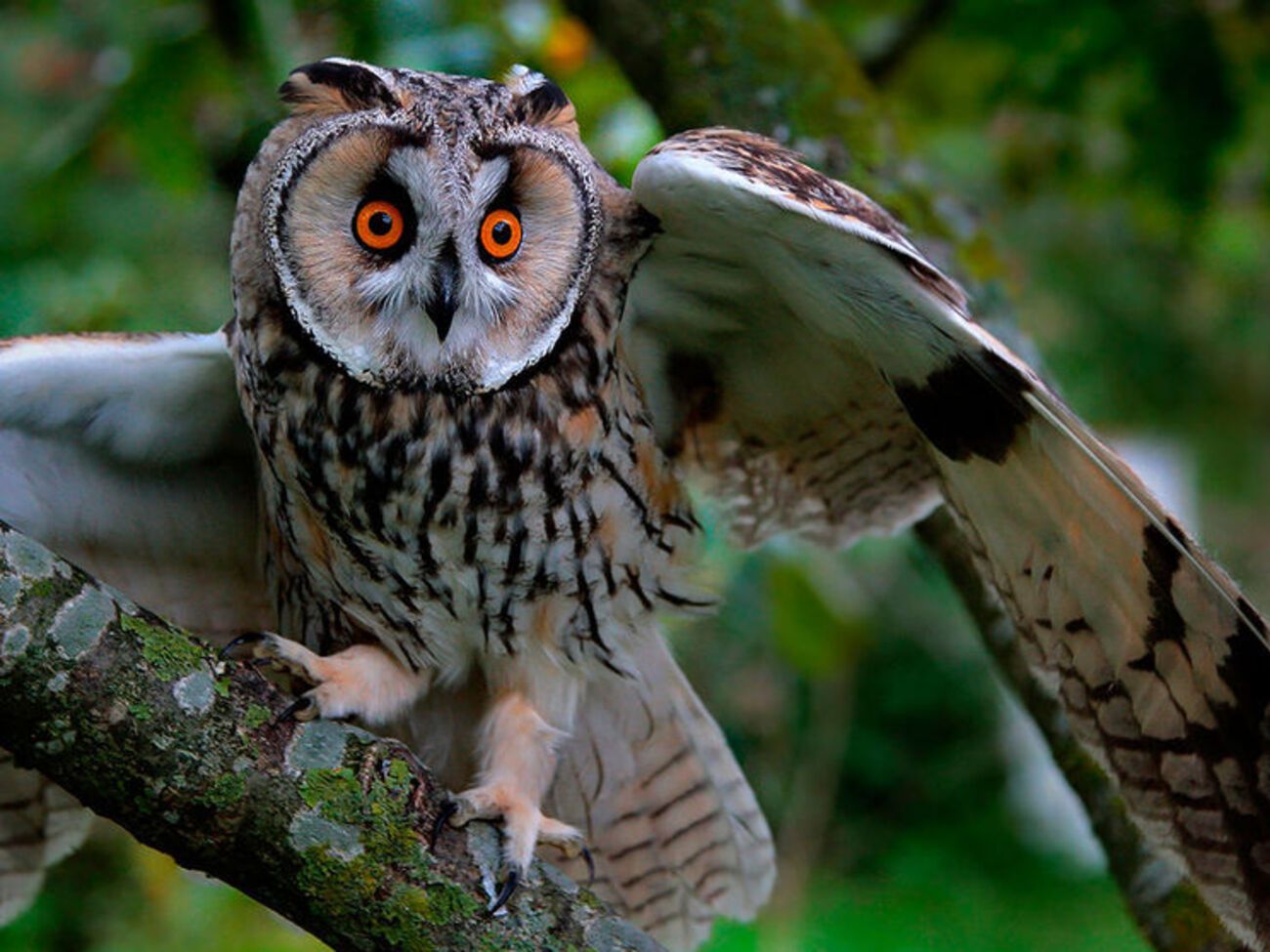 В зоопарке обитают семь видов птиц, внесенных в Красную книгу России