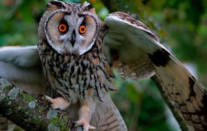 В зоопарке обитают семь видов птиц, внесенных в Красную книгу России