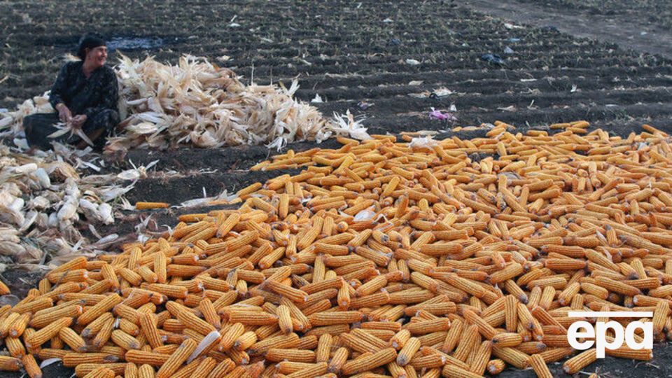 Больше всего в Европу можно поставлять по льготным условиям кукурузу