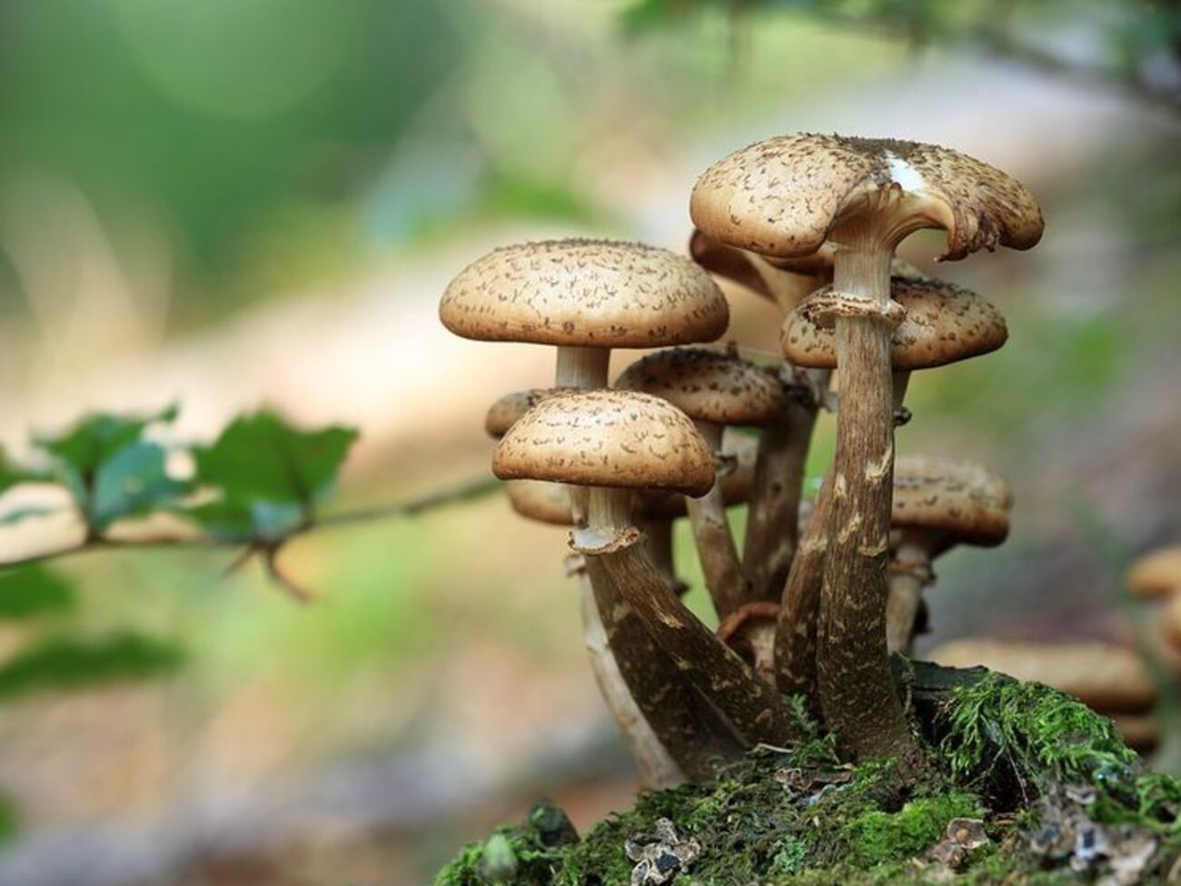 Станом на вересень у Львівській області зафіксували три випадки отруєння грибами