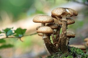 Станом на вересень у Львівській області зафіксували три випадки отруєння грибами