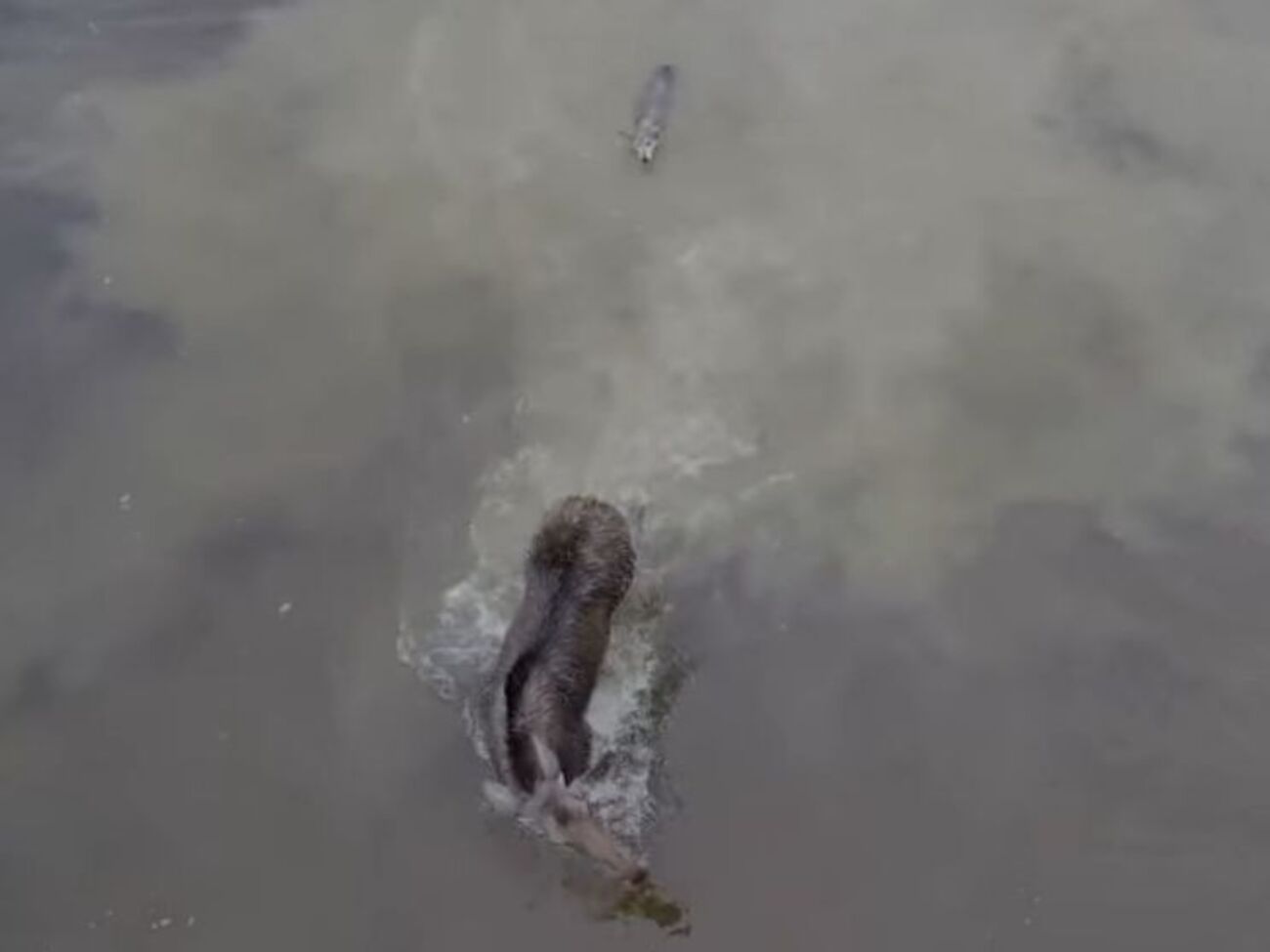 Лосю удалось отбиться от волка