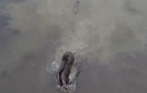 Лосю удалось отбиться от волка