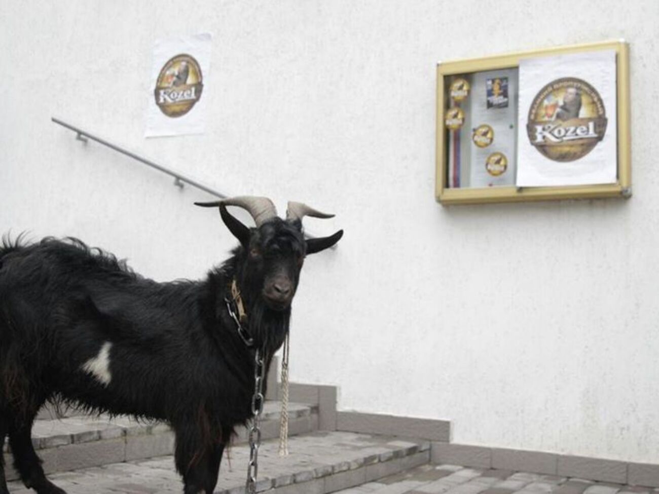 К посольству Чехии привели козла