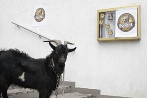К посольству Чехии привели козла