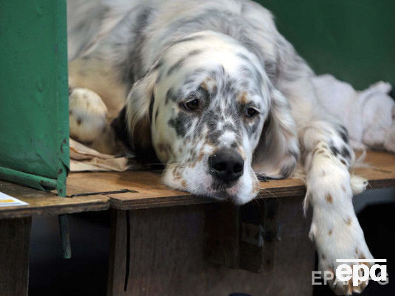 Женщина добилась права заботиться о своей собаке после операции