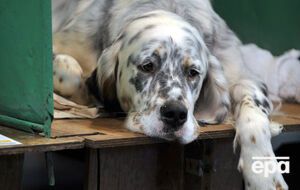 Женщина добилась права заботиться о своей собаке после операции