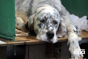 Жінка домоглася права піклуватися про свого собаку після операції