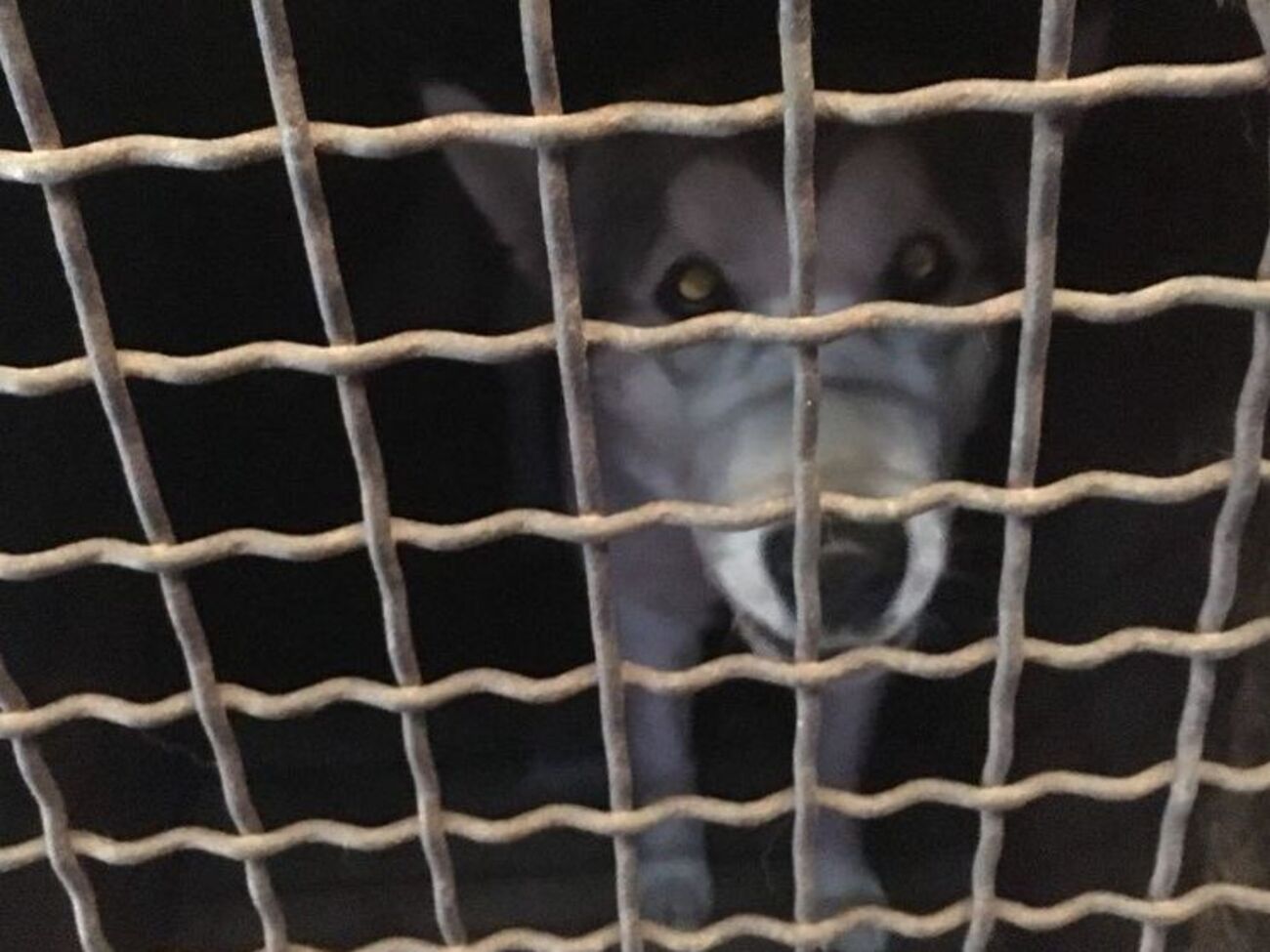 Женщина везла восемь собак