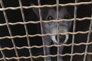 Женщина везла восемь собак