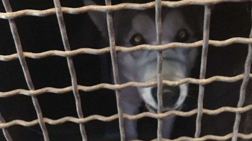 Женщина везла восемь собак