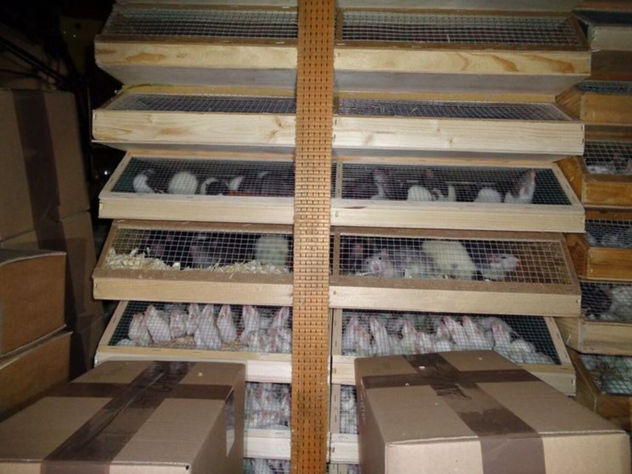 Партия контрабандных животных оказалась самой большой из известных до сих пор в Германии