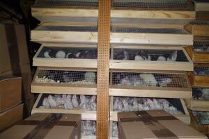 Партия контрабандных животных оказалась самой большой из известных до сих пор в Германии